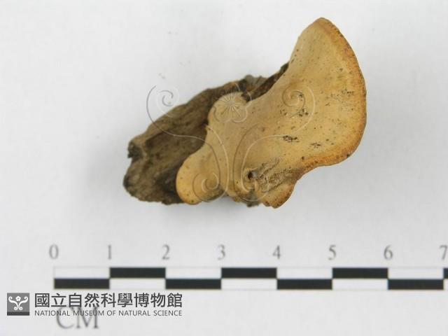 登錄號:F0015594藏品圖，第4張