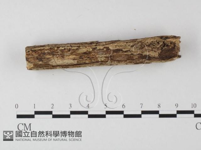 登錄號:F0010194藏品圖，第4張