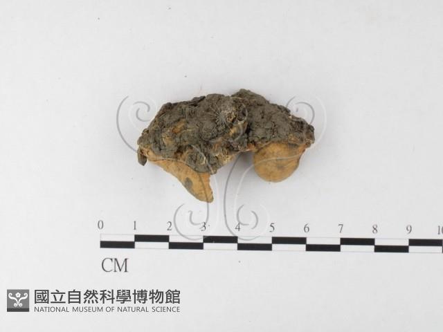 登錄號:F0026194藏品圖，第4張