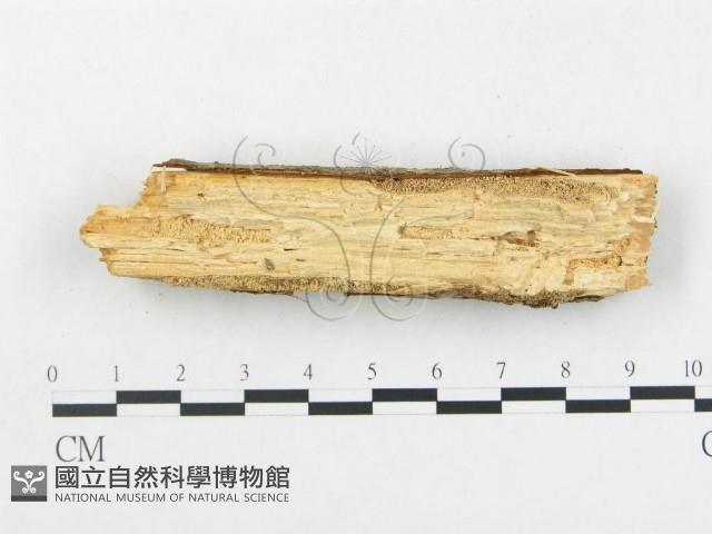 登錄號:F0000094藏品圖，第4張