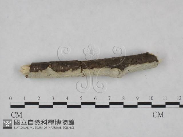 剛毛絲皮菌藏品圖，第4張