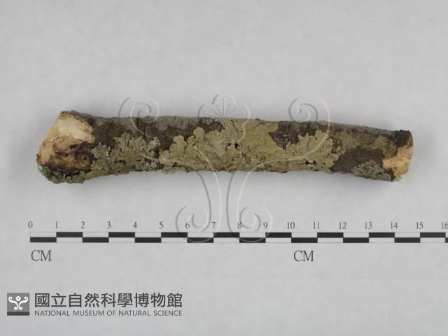 登錄號:F0025094藏品圖，第4張