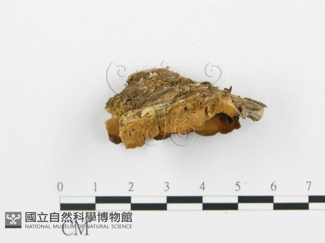 登錄號:F0006394藏品圖，第4張