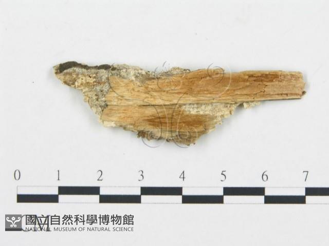 登錄號:F0017394藏品圖，第4張