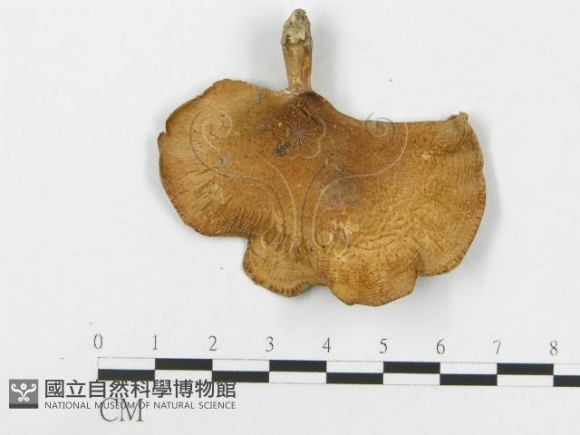 登錄號:F0020284藏品圖，第4張