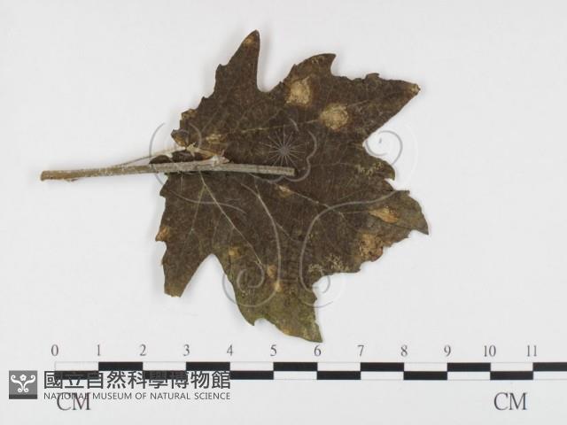 登錄號:F0026284藏品圖，第4張