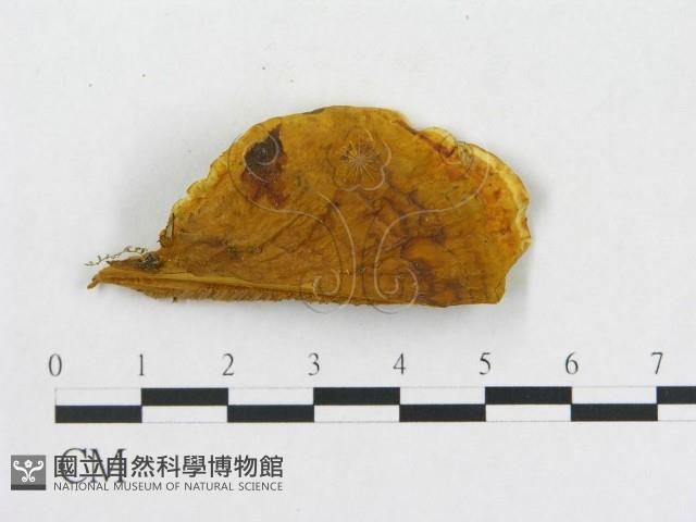 登錄號:F0006284藏品圖，第4張