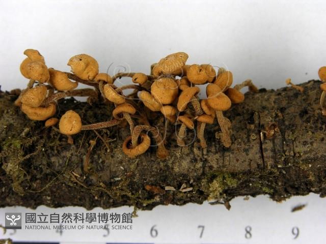 登錄號:F0014284藏品圖，第4張