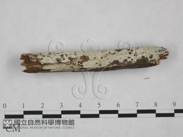 冇骨消絲齒菌藏品圖，第4張