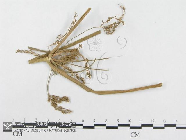 登錄號:F0019284藏品圖，第4張