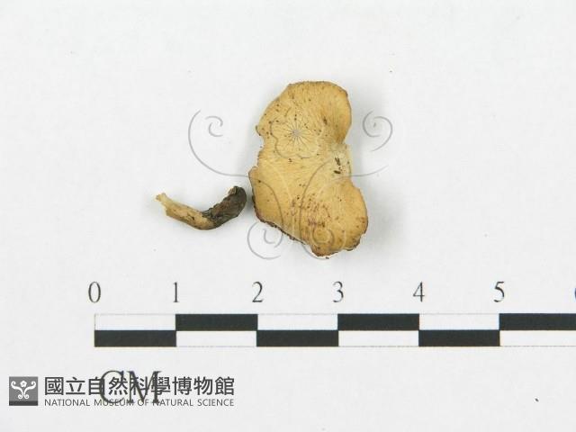 登錄號:F0018884藏品圖，第4張