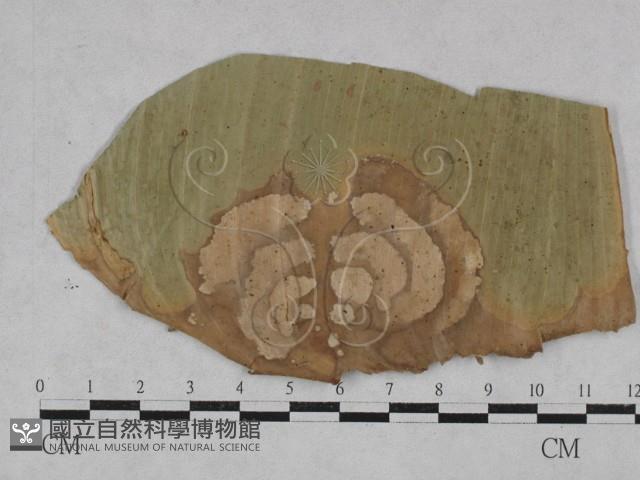 登錄號:F0027884藏品圖，第4張