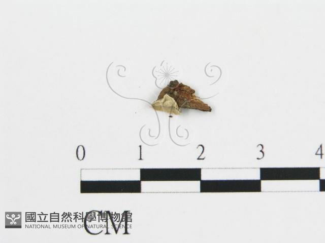 登錄號:F0003884藏品圖，第4張