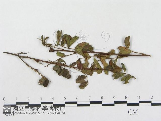 登錄號:F0018984藏品圖，第4張