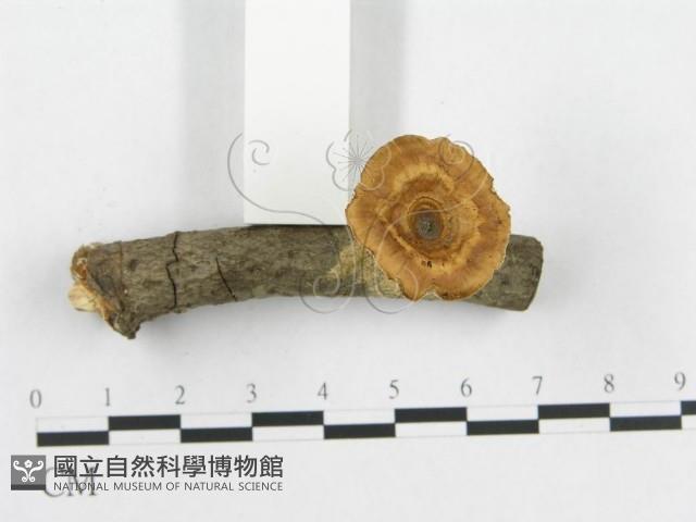 多孔菌屬藏品圖，第4張