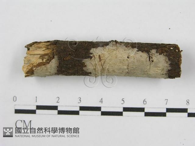 登錄號:F0011984藏品圖，第4張