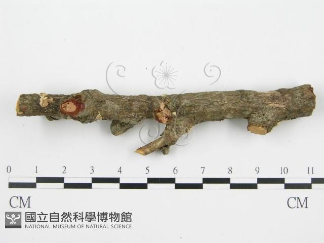 登錄號:F0004984藏品圖，第4張