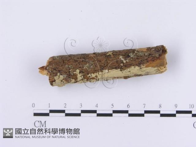 登錄號:F0002984藏品圖，第4張