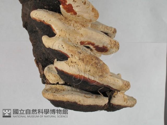 松生擬層孔菌藏品圖，第4張