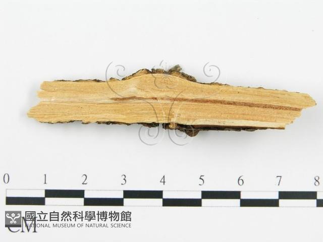 登錄號:F0016684藏品圖，第4張