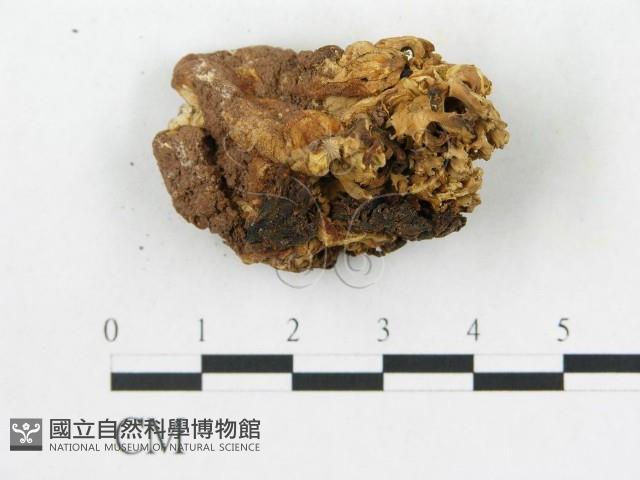 登錄號:F0020484藏品圖，第4張