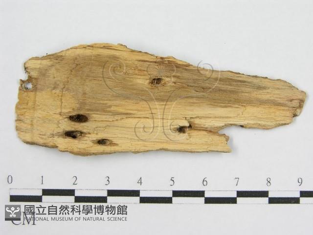 登錄號:F0010484藏品圖，第4張