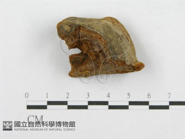 登錄號:F0016484藏品圖，第4張
