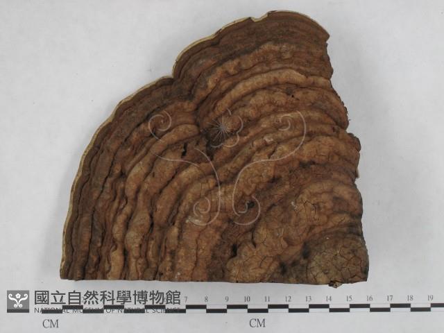 登錄號:F0015484藏品圖，第4張
