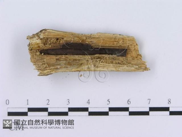 登錄號:F0001584藏品圖，第4張