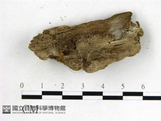 登錄號:F0010184藏品圖，第4張