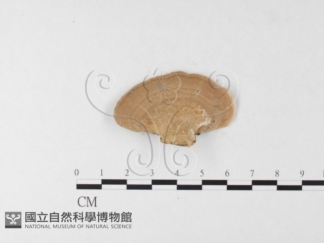 登錄號:F0026184藏品圖，第4張