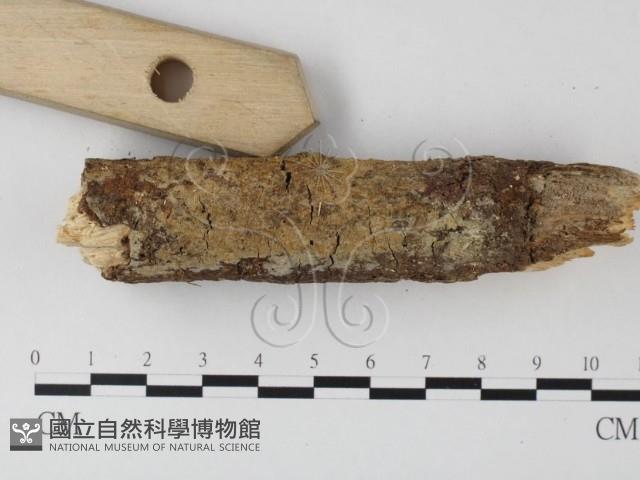 登錄號:F0022184藏品圖，第4張