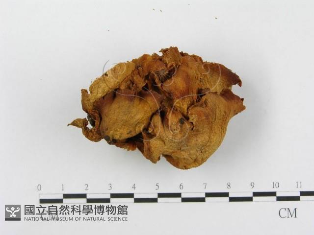 登錄號:F0013184藏品圖，第4張