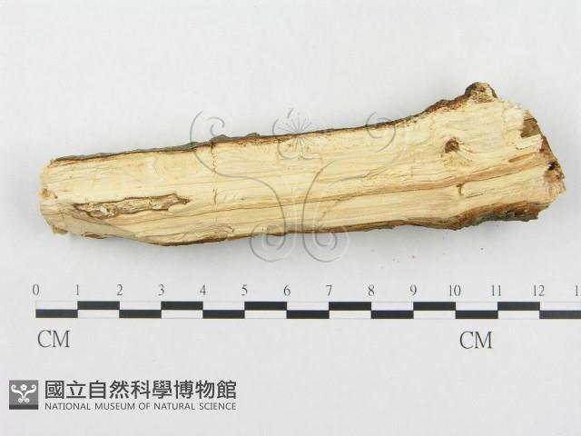 登錄號:F0000084藏品圖，第4張