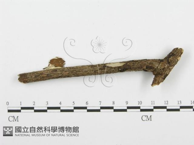 登錄號:F0001384藏品圖，第4張