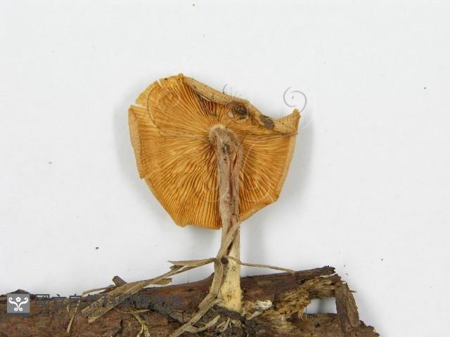 登錄號:F0012384藏品圖，第4張