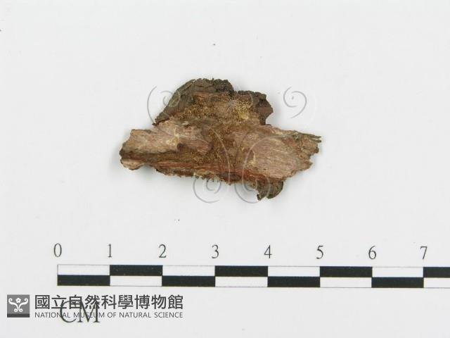 登錄號:F0017384藏品圖，第4張