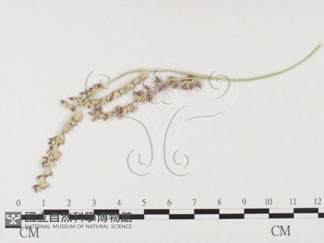 登錄號:F0026292藏品圖，第4張