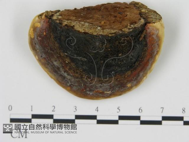 松生擬層孔菌藏品圖，第4張