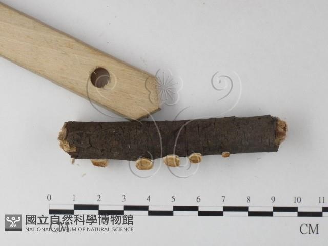 多年臥孔菌屬藏品圖，第4張