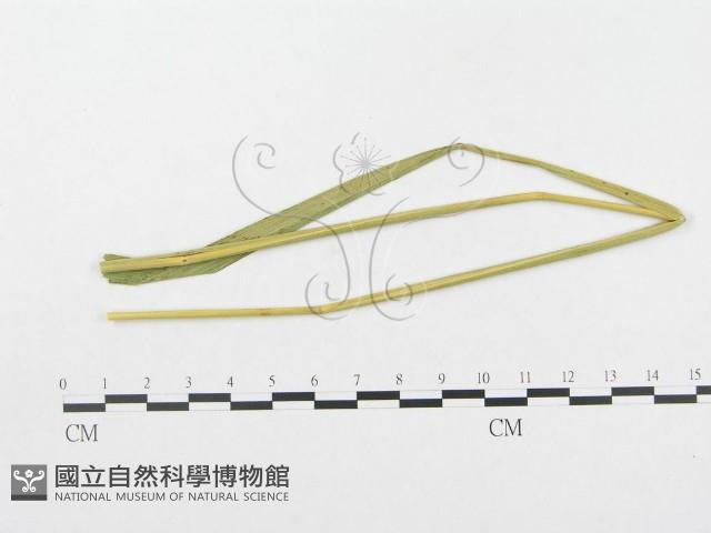 登錄號:F0019292藏品圖，第4張
