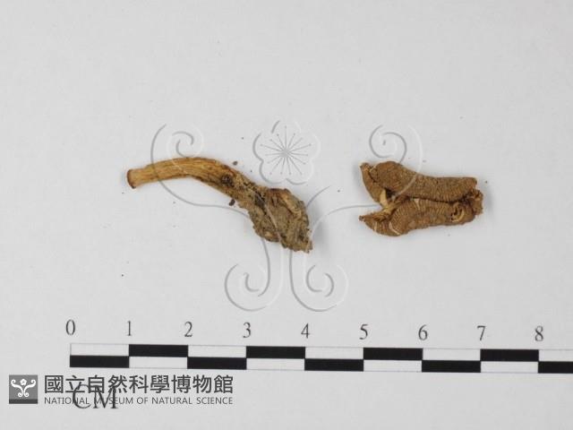 登錄號:F0013292藏品圖，第4張