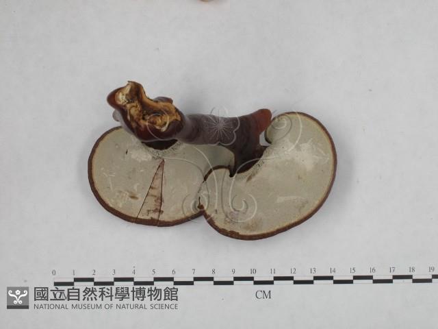 重傘靈芝藏品圖，第4張