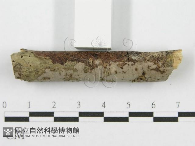 筍殼菌屬藏品圖，第4張