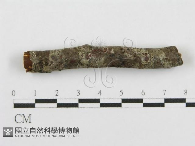 登錄號:F0011992藏品圖，第4張