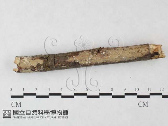登錄號:F0019992藏品圖，第4張