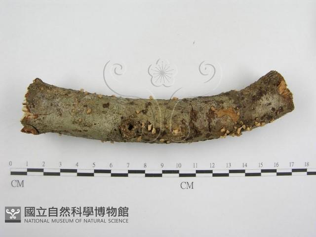 登錄號:F0010692藏品圖，第4張