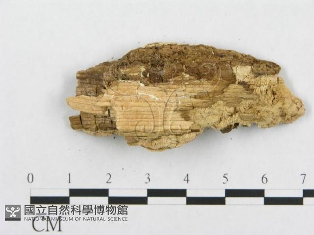 骨皮菌屬藏品圖，第4張