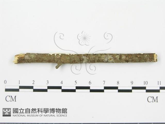 登錄號:F0015692藏品圖，第4張