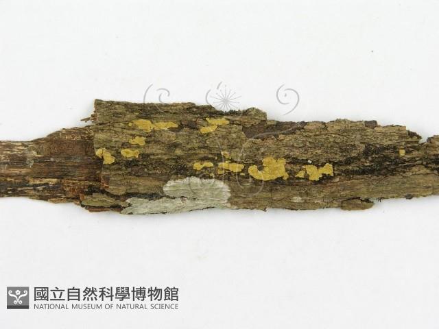 登錄號:F0020492藏品圖，第4張